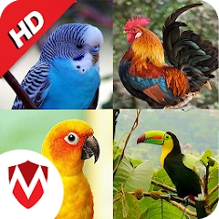 100 只鸟的声音:铃声、壁纸